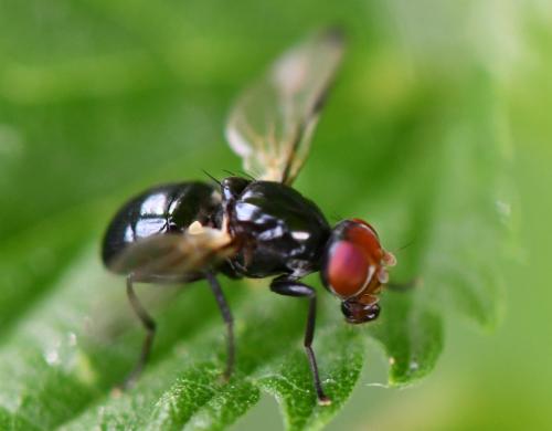 Seioptera vibrans